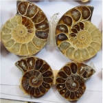 925 sterling silver handmade ammonite fossil fashion pendant